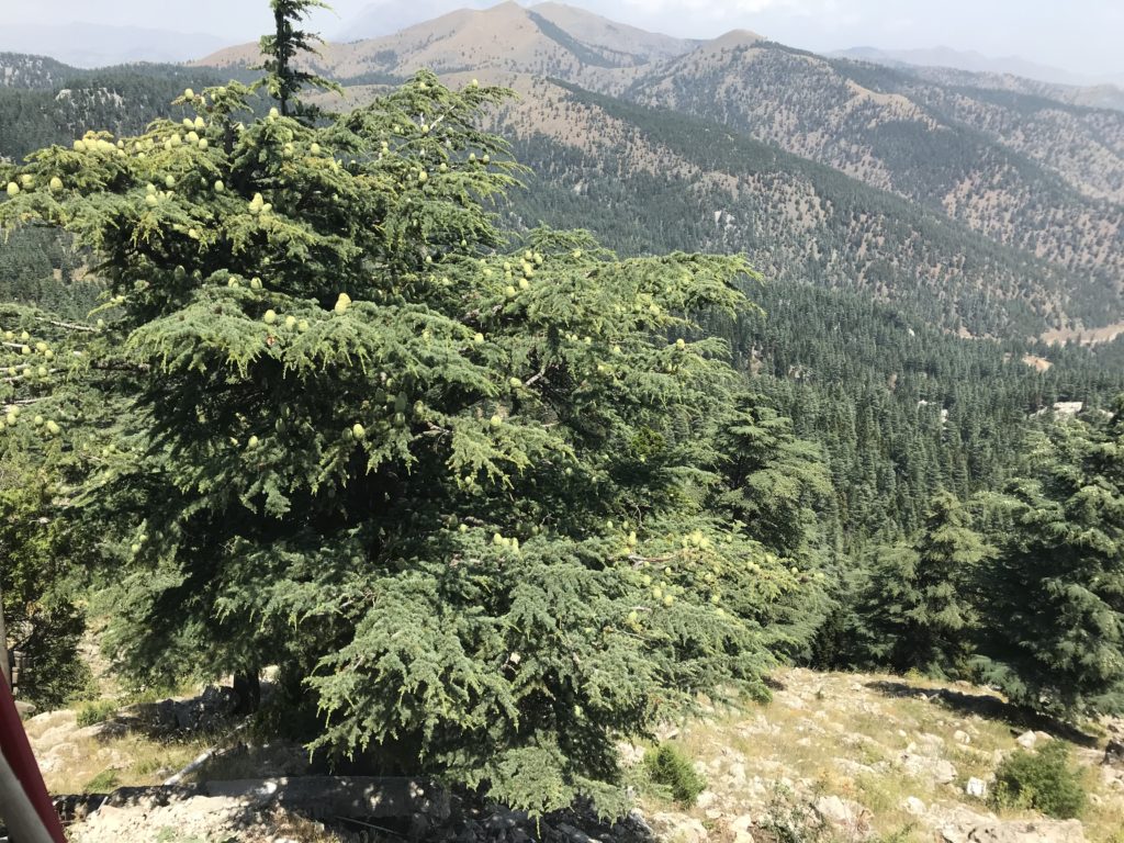 Ali Egemen, Ali Egemen Kimdir, Ali Egemen Referans, Ali Egemen Konya, Ali Egemen 1990 Mülkiye Mezunu, Ali Egemen Yeminli Mali Müşavir, Ali Egemen Referans Yeminli Mali Müşavirlik A.Ş. Ortağı, Ali Egemen Ankara Siyasallılar Vakfı kurucularından, Fotoğraflar icon